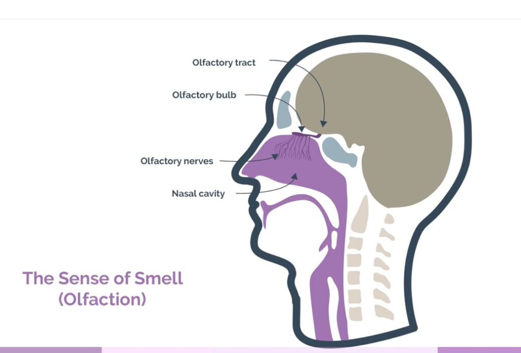 the sense og smell