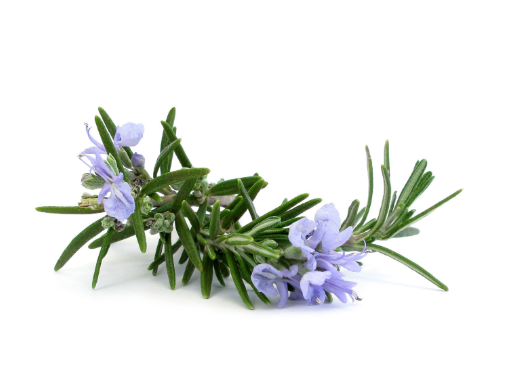 rosemary rosmarin blade